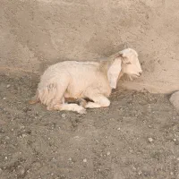 گوسفند
