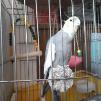 عروس هلندی|پرنده|قم, پردیسان|دیوار