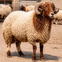 گوسفند زنده نژاد برتر با تحویل رایگان