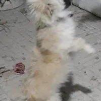 سگ خانگی|سگ|اردبیل, |دیوار