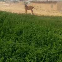 کره نریون فروشی 3 ماهه