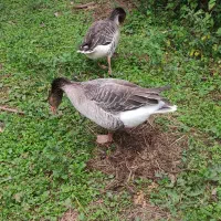 غاز.. محلی ماده تخمگذار|حیوانات مزرعه|فومن, |دیوار