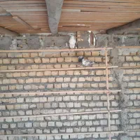 کبوتر|پرنده|پیر بکران, |دیوار
