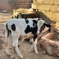 گاو و‌گوساله|حیوانات مزرعه|اندیکا, |دیوار