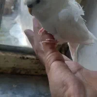 جارو برقی|جاروبرقی، جارو شارژی، بخارشو|چناران, |دیوار