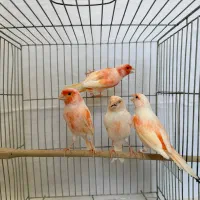 موزاییکی گرید a اورجینال