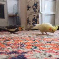 جفت عروس هلندی