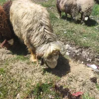 فروش یک راس قوچ