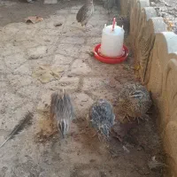 بلدرچین|حیوانات مزرعه|فلاورجان, |دیوار