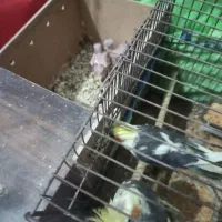 جفت عروس پاریس با جوجه