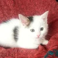 بچه گربه نژاد دار سالم تمیز خوشگل