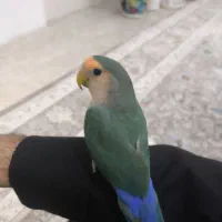 طوطی برزیلی|پرنده|پیرانشهر, |دیوار