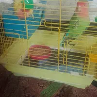 طوطی برزیلی|پرنده|رشت, لاکان|دیوار