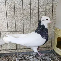 طوقی|پرنده|جم, |دیوار