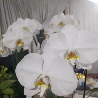 گل ارکیده|گل و گیاه طبیعی|تهران, جیحون|دیوار