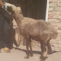 بره گوسپند|حیوانات مزرعه|مینودشت, |دیوار