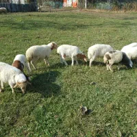 ۸ راس بره علفخوار نر|حیوانات مزرعه|ماسال, |دیوار