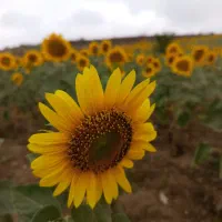 مشاوره حقوقی|فعالیت داوطلبانه|تهران, سید خندان (جلفا)|دیوار