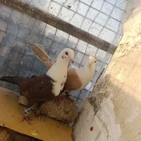 کفتر  جفت کلاغ اتیشی وزرد