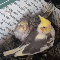 دوعدد جوجه عروس هلندی