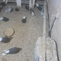 کبوتر دم سفید کاکلی