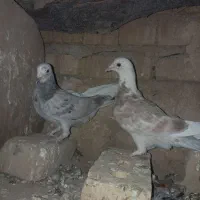 پرنده کفتر|پرنده|سلیمان, |دیوار