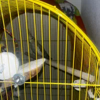 عروس هلندی ماده|پرنده|قدس, شهرقدس|دیوار