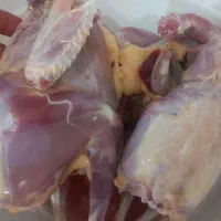 مرغ و خروس رسمی و طبیعی کشته شده و پاک شده|حیوانات مزرعه|اسلام‌شهر, چیچکلو|دیوار