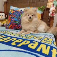 آقا چیکو پامر تربیت شده|سگ|تهران, شهرآرا|دیوار