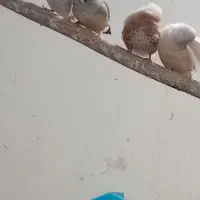 فنچ سایز اروپایی انگلیسی