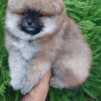 سگ آپارتمانی|سگ|بهبهان, |دیوار