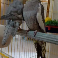 یه جفت عروس هلندی با قفس و لوازم