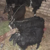 ۵بزغاله|حیوانات مزرعه|فردوس (خراسان), |دیوار