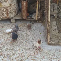 چهار کبوتر برای فروش|پرنده|برازجان, |دیوار