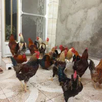 مرغ وخروس برای قربانی