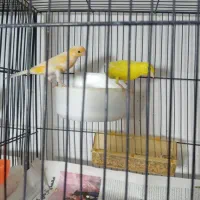 جفت آماده تخم