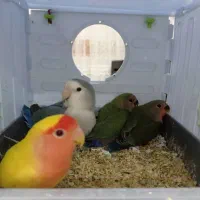 طوطی برزیلی