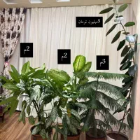 گل و گیاه طبیعی