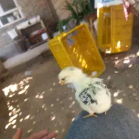 جوجه لاری