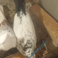 کبوتر گم شده