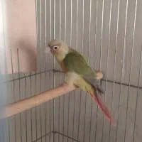 گرینچیک|پرنده|سرخه, |دیوار