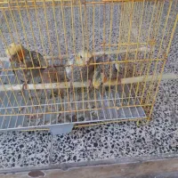 عروس هلندی