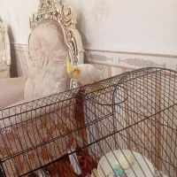 عروس هلندی|پرنده|پارس‌آباد, |دیوار