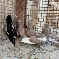دو رگ پلاکی پرشی و ماده سینه|پرنده|مرودشت, گندم‎|دیوار