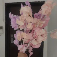 شکوفه  نو