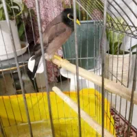 مرغ مینا دستی کام