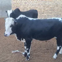 گوساله چاق