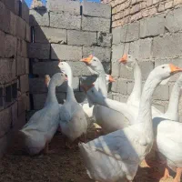 قوغاز خالمانگوری دوناف وشاخ دار|حیوانات مزرعه|هامون, |دیوار