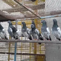 فروش کبوتر پاکستانی