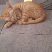 واگذاری بچه گربه